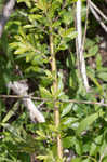 Prairie willow